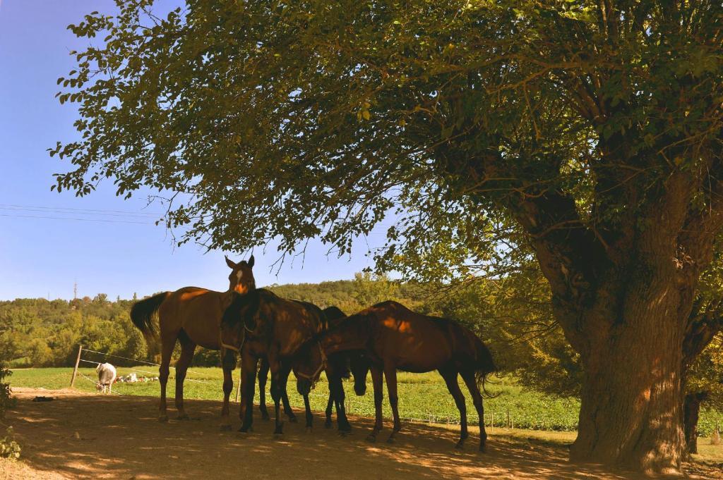 Domaine De Belcayre Bed & Breakfast Montauban Exterior photo